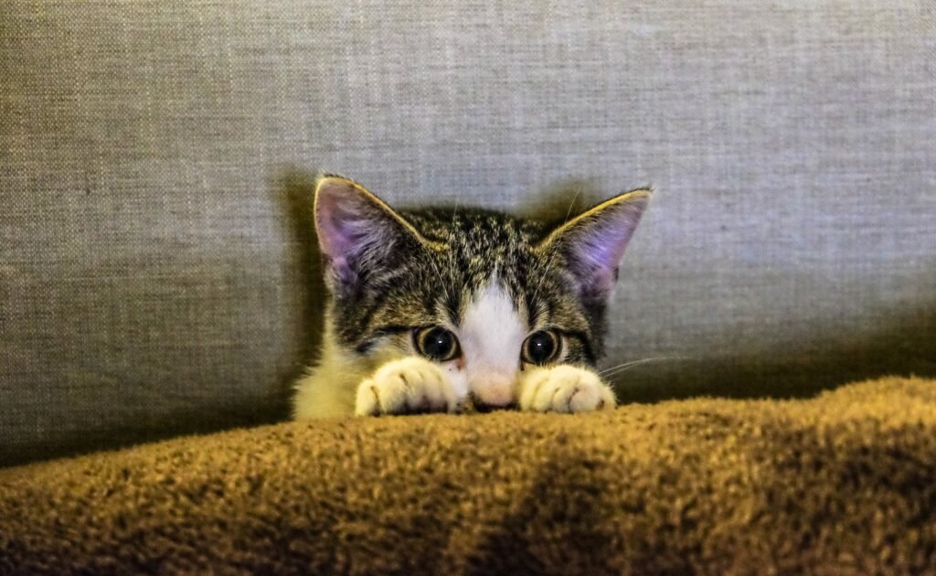 senior cat Cute tabby kitten peering over a cozy brown blanket with curious eyes.