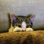 A playful tabby kitten peeking over a brown cushion with wide, curious eyes, partially hiding behind it in a cozy indoor setting.