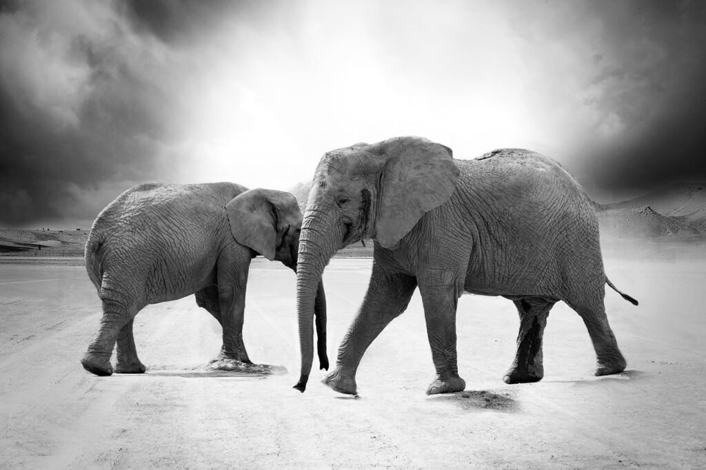 Cats’ Hearing elephants, safari, monochrome, animals, mammals, predator, wildlife, trunk, fauna, wilderness, nature, africa, elephants, elephants, elephants, africa, africa, africa, africa, africa