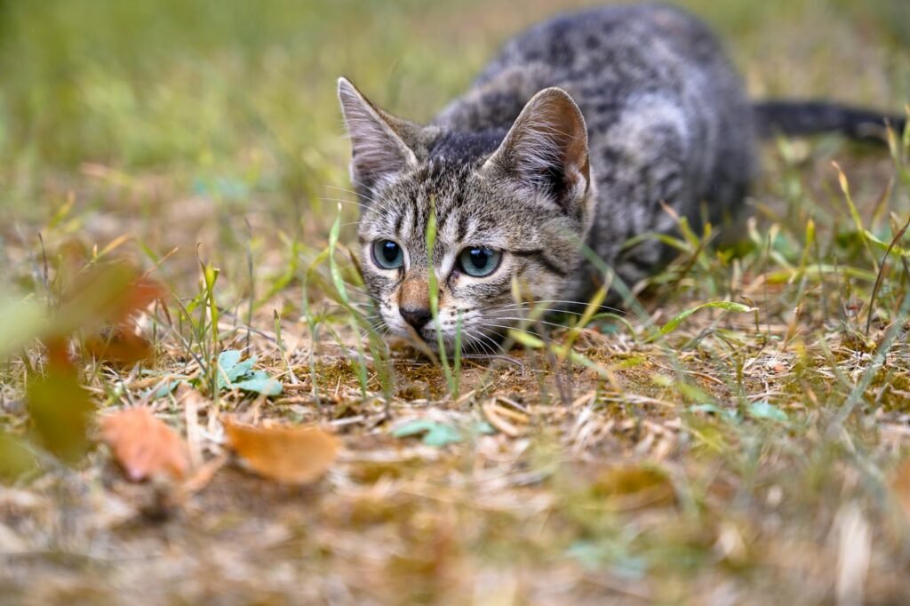 Close-up of a tabby kitten sneaking through textured green grass in an outdoor setting.