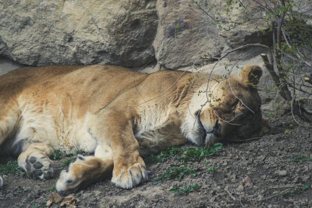 lion's pride: A serene lioness asleep on the earth, showcasing wildlife tranquility.