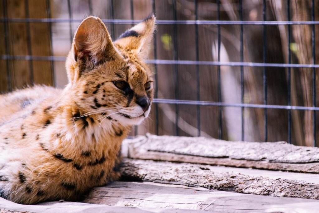 A striking serval cat resting in a natural setting, showcasing its distinct spotted coat and attentive eyes.
