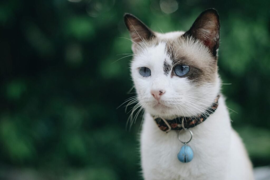 A beautiful grey and white cat with blue eyes, wearing a collar, sits in a lush garden in Bali.