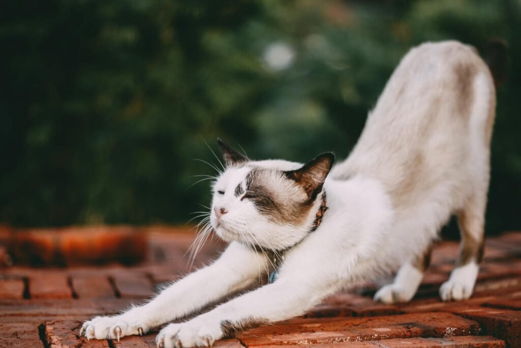 Diets for Keeping Indoor Cats