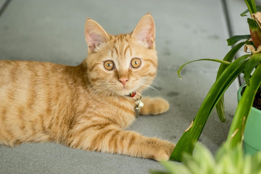 Cute ginger kitten with collar lounging on outdoor pavement next to a plant.