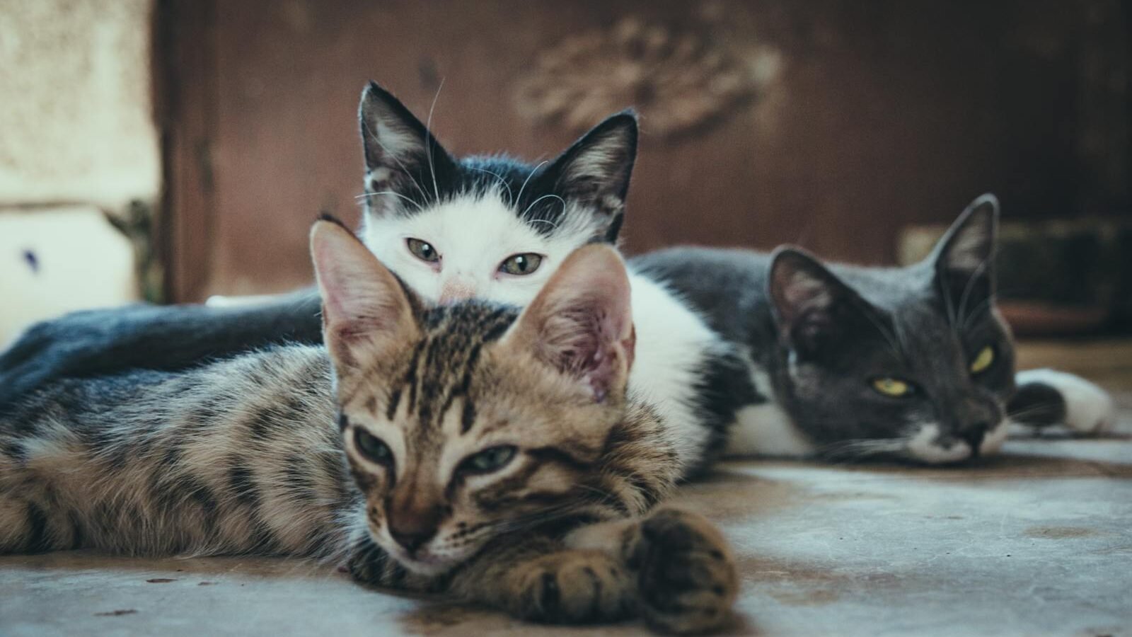 Three cats are resting together on a floor, with one tabby cat in the foreground and two other cats in the background. They are lying close, appearing relaxed and comfortable.