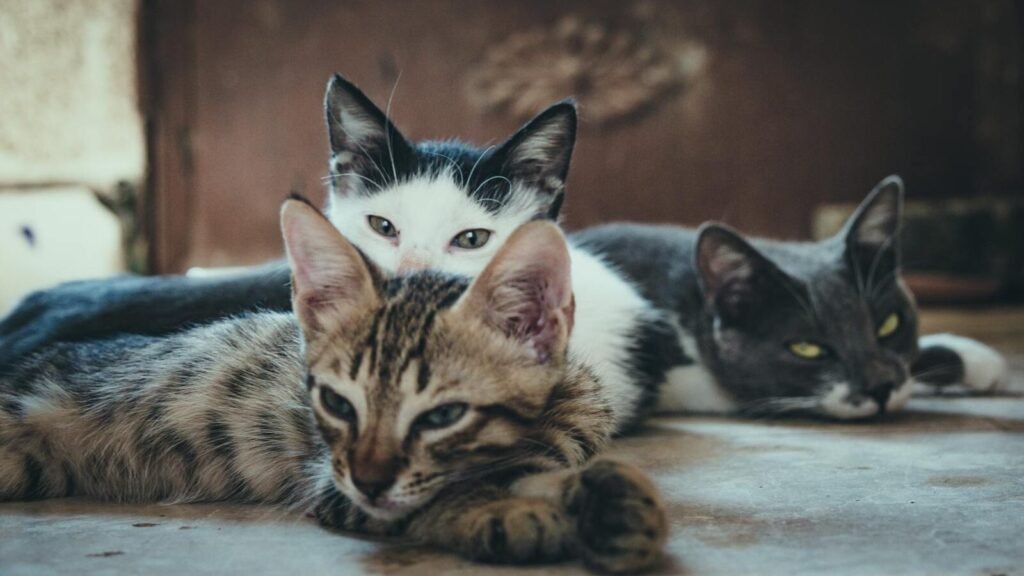 Three cats of different coat patterns and colors lay side by side, showcasing their relaxed postures and unique features.