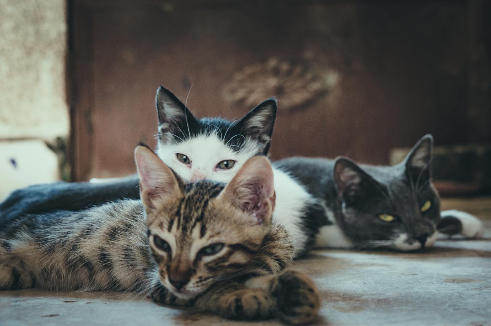Science Behind Why Cats Are Obsessed