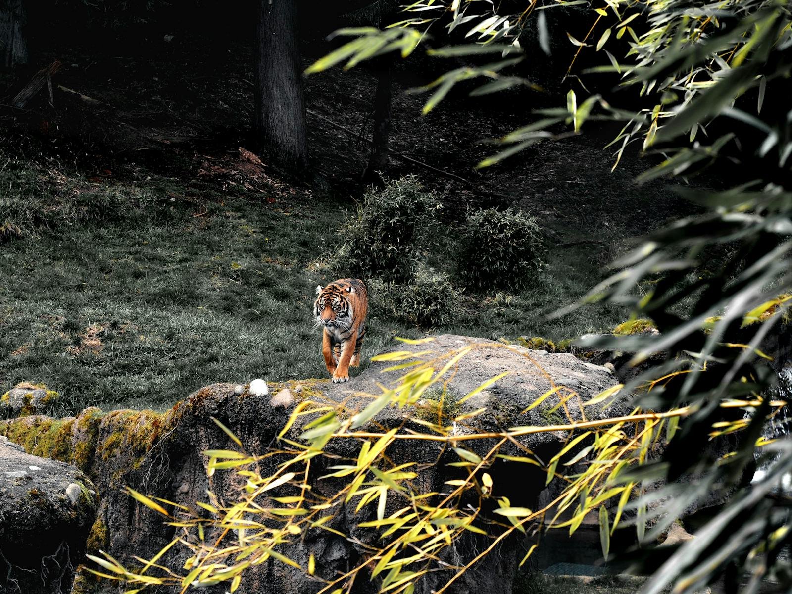 Tiger in mythology: A Sumatran tiger prowling in an outdoor enclosure, surrounded by greenery.
