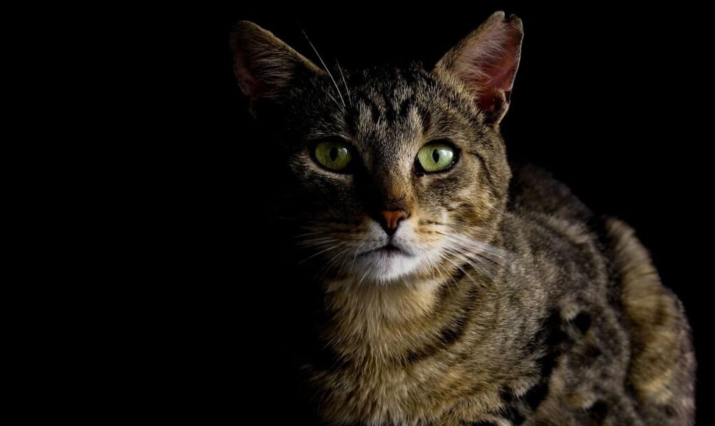 cat, cat in the dark, eyes, staring, watching, dark, animal, domestic, pet, night, scary, focus, black cat, black animals, black eye, black night, black dark, black watch, black pets, black focus, cat, cat, cat, cat, cat, focus, focus, focus, nature, black cat