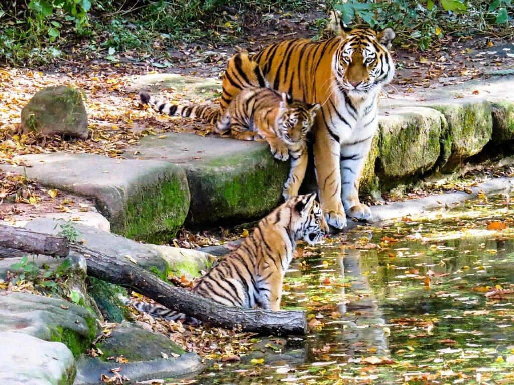 tiger