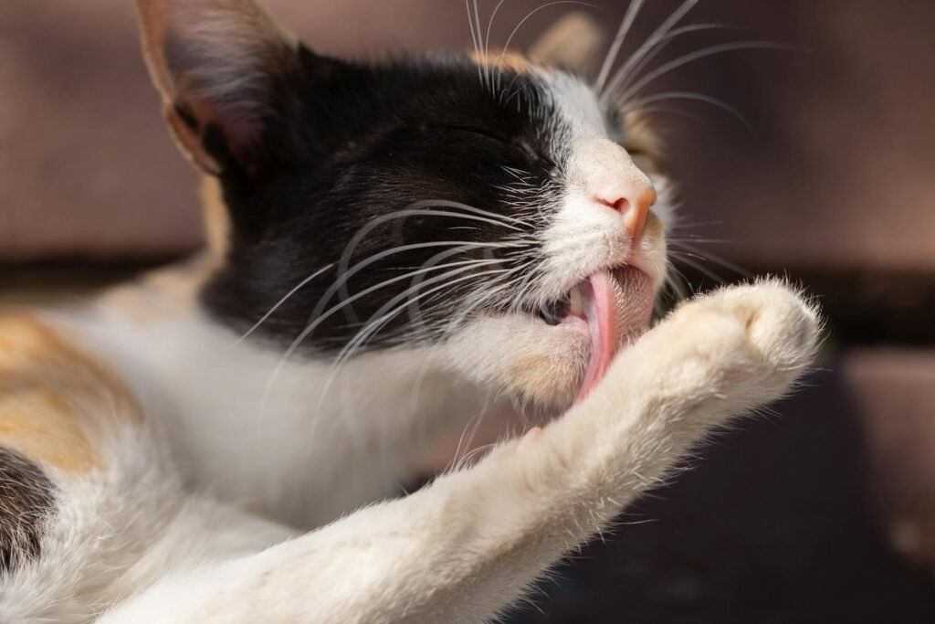 Close-up of a cute cat grooming itself by licking its paw. Perfect for pet lovers!