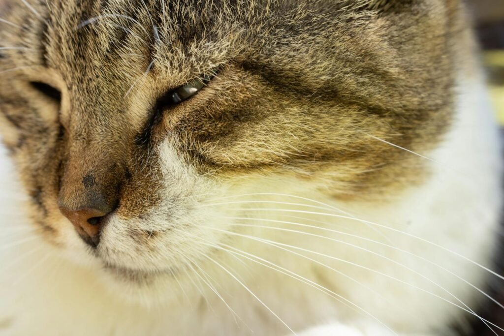 Cat Communication Intimate close-up of a tabby cat's face, showcasing its soft fur and whiskers.