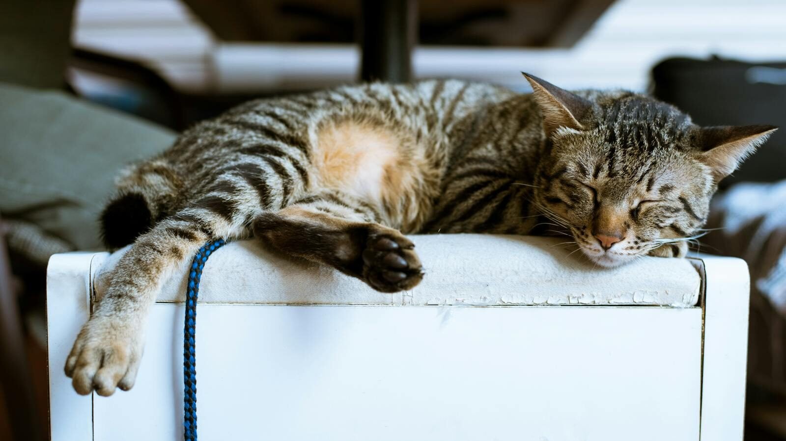 A small striped cat with a rusty brown hue is lounging on a white cushioned stool appearing relaxed and sleepy Its body is stretched out with one paw hanging over the edge.