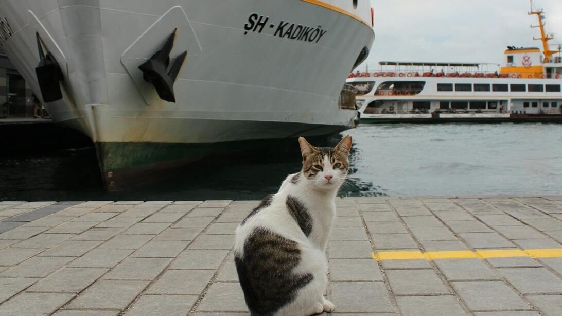 A cat is sitting on the dock near a large ship. The ship is docked in the background, and the cat gazes confidently into the distance, seemingly guarding the area.