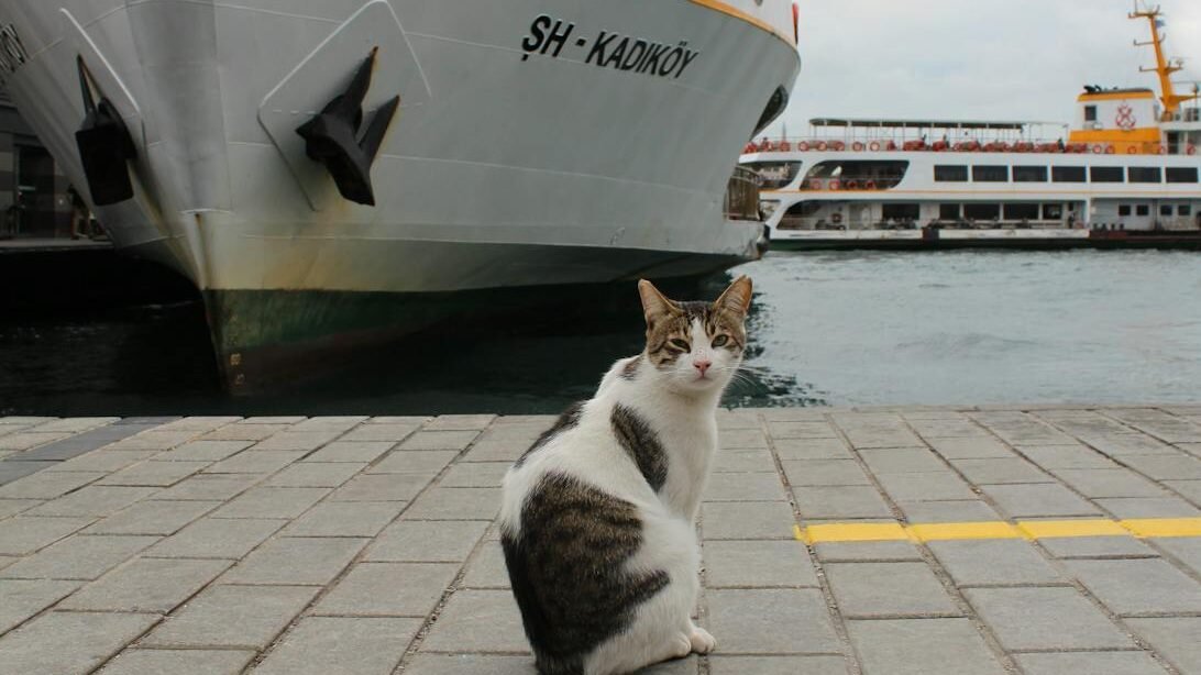 A cat sitting on a paved dock near a large ship with visible details, including the ship's name and anchor emblem, with additional boats in the background on a cloudy day.