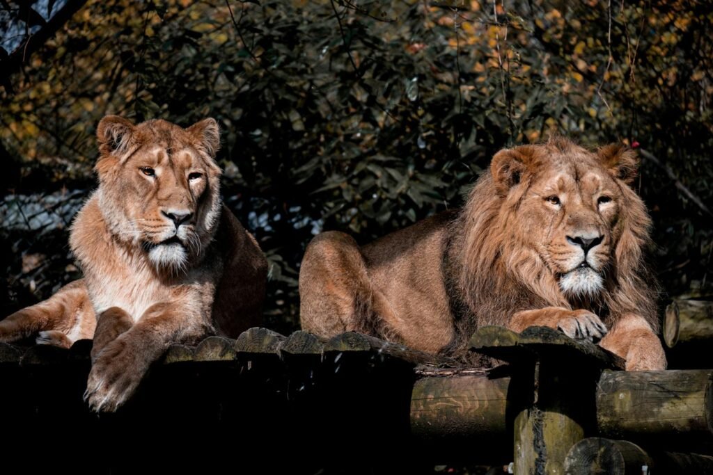 Two African lions resting outdoors, showcasing their majestic appearance in natural habitat.