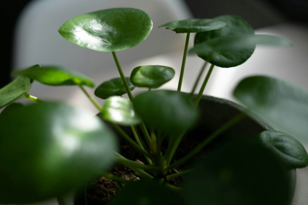  Cat-Friendly Houseplants