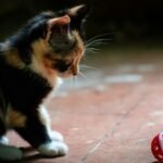 black and brown cat sitting on ground