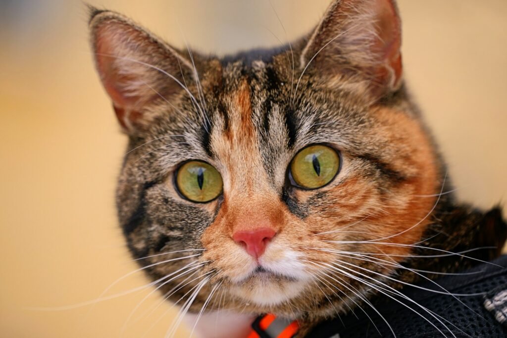 cat building: a close up of a cat wearing a vest