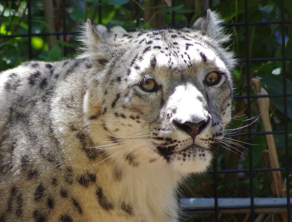 The Impact of Habitat Loss on Big Cat Populations