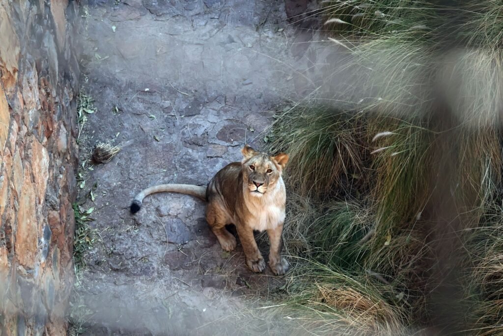A cat sitting on the ground next to a wall