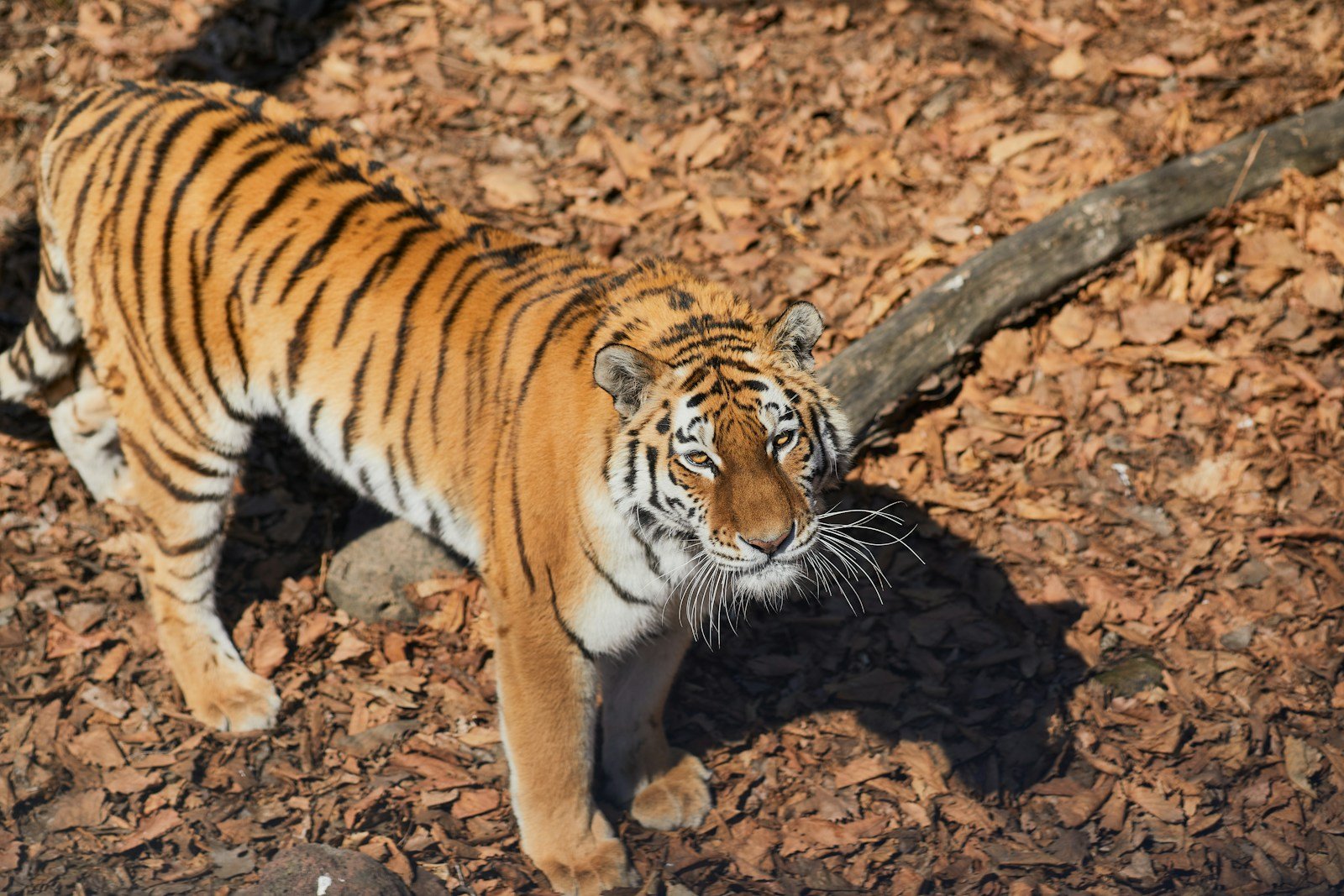 Photo by Олег Мороз tiger walking on brown soil during daytime