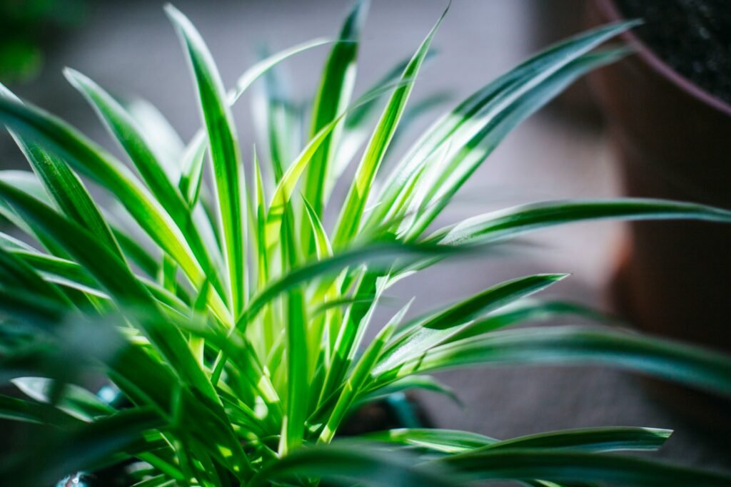  Cat-Friendly Houseplants