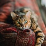 cat perception: short-fur orange and black cat