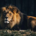 lion lying on ground during daytime
