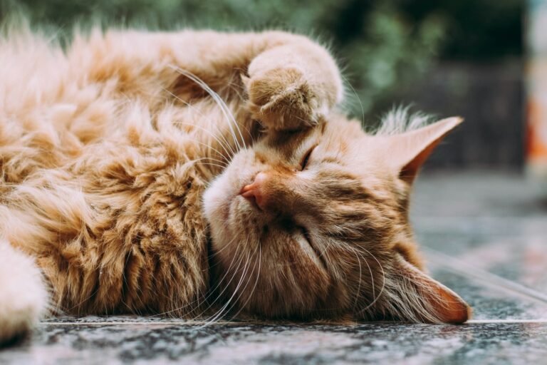 8 Common Myths About Cat Behavior Debunked by Science