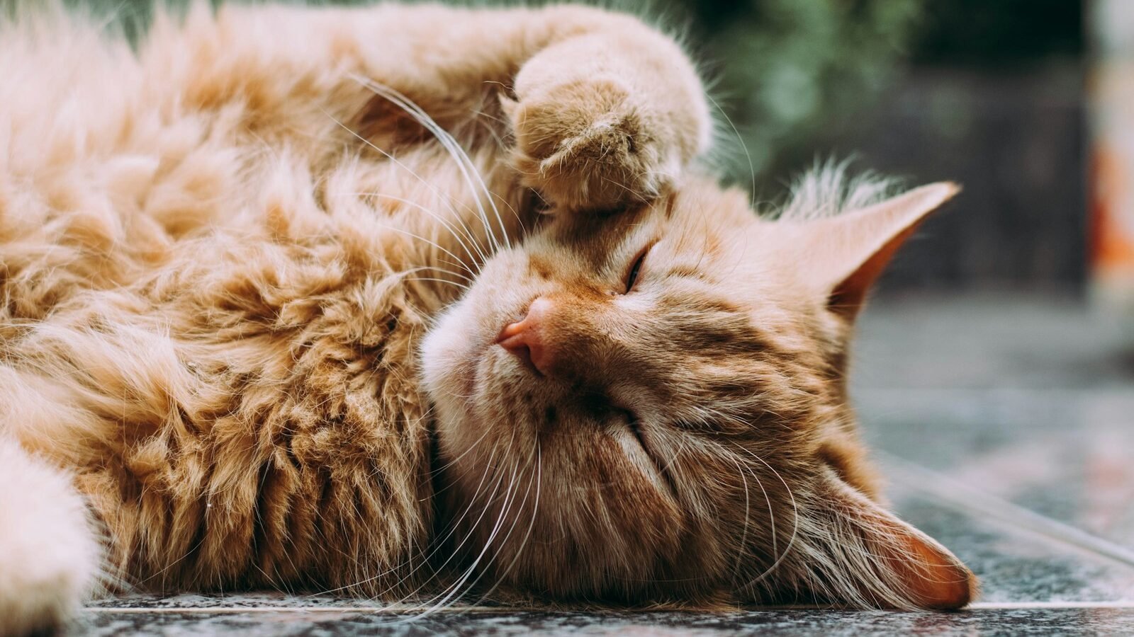 A close-up of an orange tabby cat lying on its back, playfully pawing at its face. The cat appears content and relaxed while enjoying its grooming moment.