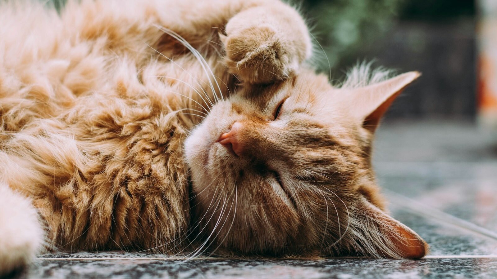 A fluffy orange cat lies on its back with eyes closed and one paw covering its face, displaying relaxed and content body language.