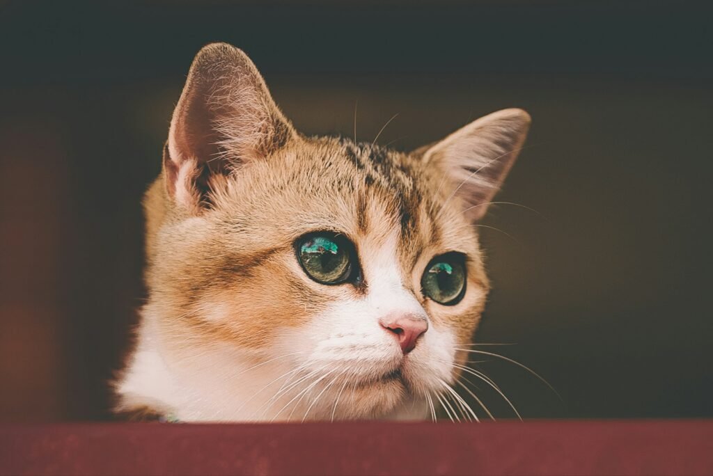 Cat Breeds brown and white cat on brown wooden table