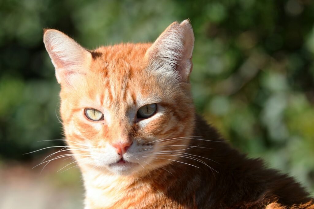 a close up of a cat with a blurry background