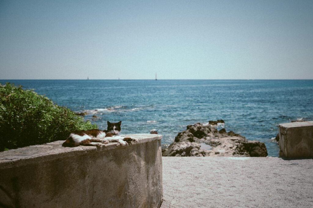Cats Changed the Course of Events