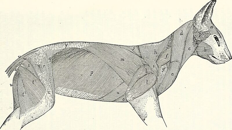 A detailed anatomical illustration of a cat, showing its muscle structure and body composition.