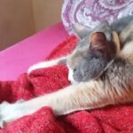 A relaxed cat stretching its front paws while lying on a soft red blanket, with its head resting comfortably on its leg.