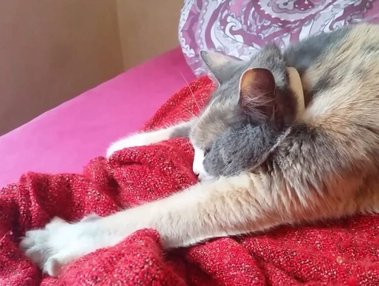 A relaxed cat stretching its front paws while lying on a soft red blanket, with its head resting comfortably on its leg.