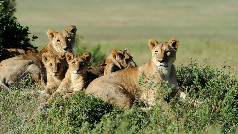 Lion family in the wild forest.
