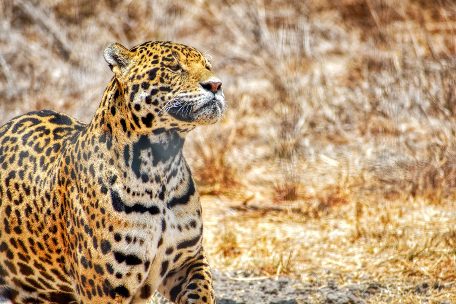 Jaguars in Mesoamerican Cultures