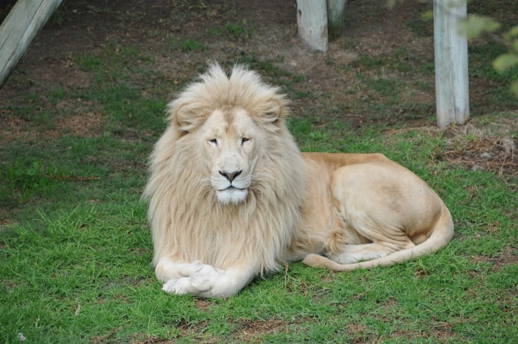 Lions in Religious Symbolism