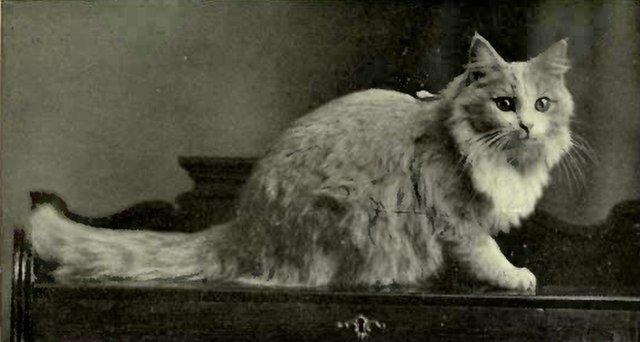 A vintage black-and-white photograph from 1903 featuring a long-haired cat with a fluffy coat and a bushy tail, sitting gracefully on an ornate wooden surface.