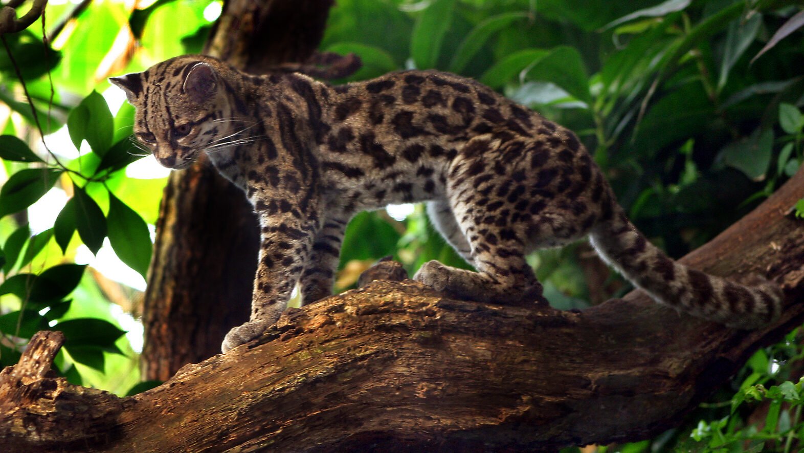 A margay a small wild cat with a spotted coat stands on a tree branch surrounded by dense green foliage Its body is sleek and agile with sharp eyes focused on something in the distance.