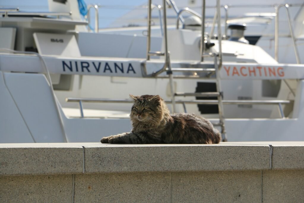 Ship Cats in Medieval Europe