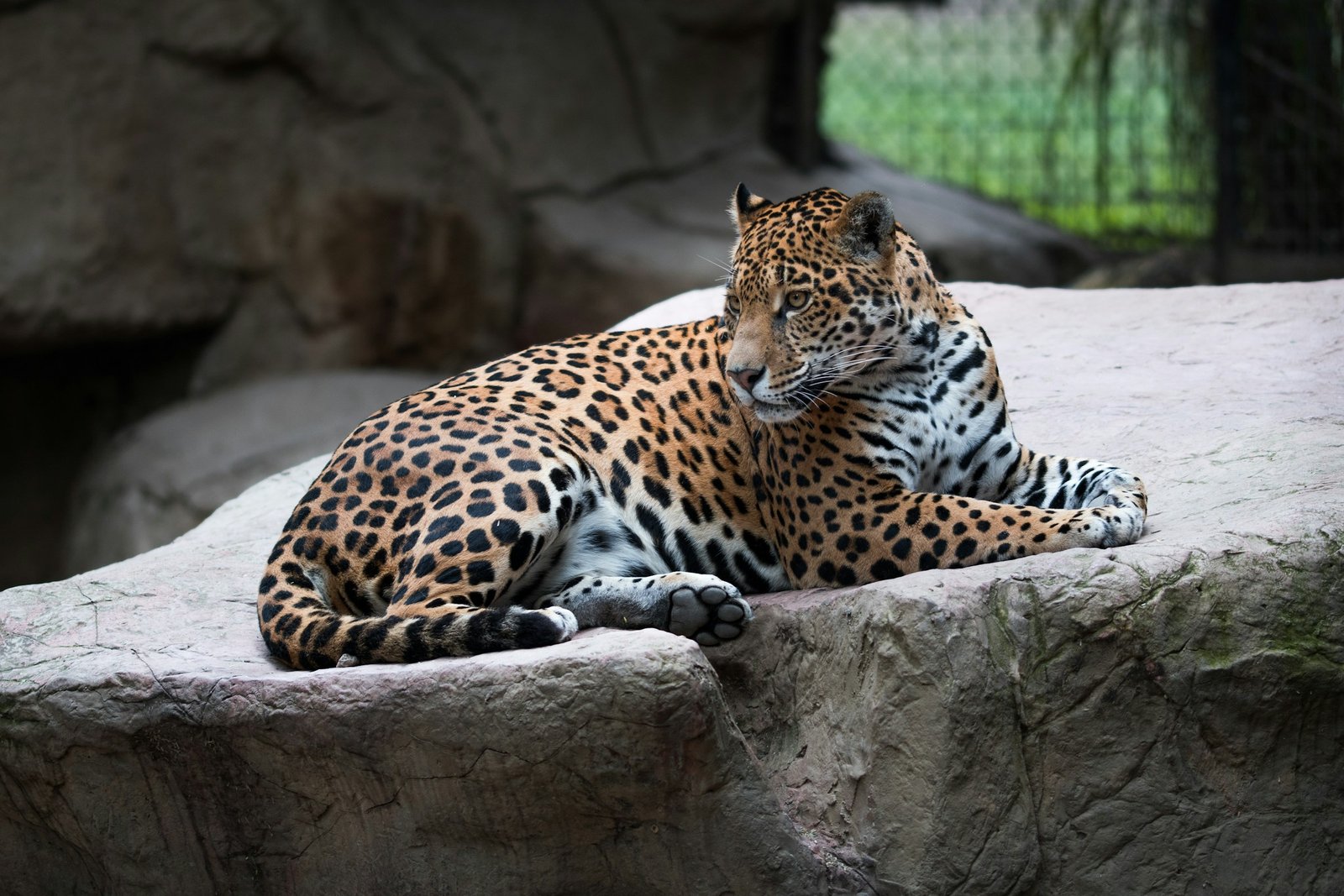 The Leopard as a Symbol of Cunning and Speed
