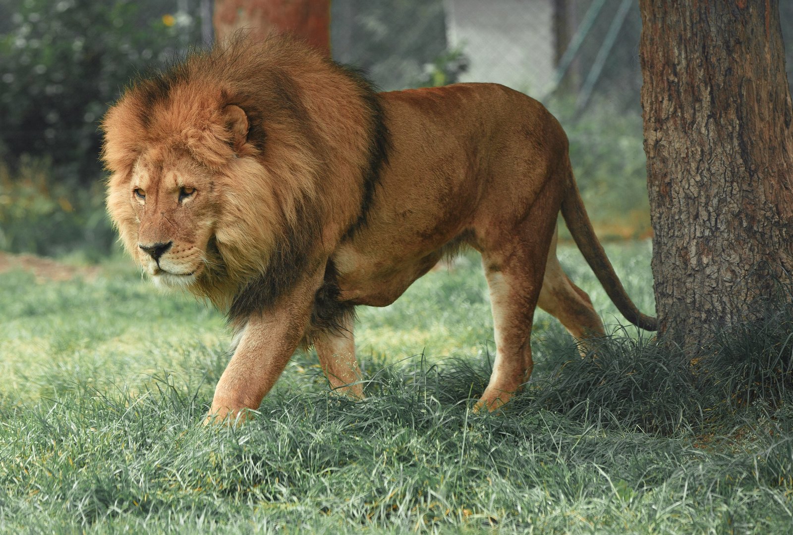 The Lion as a Symbol of Royalty