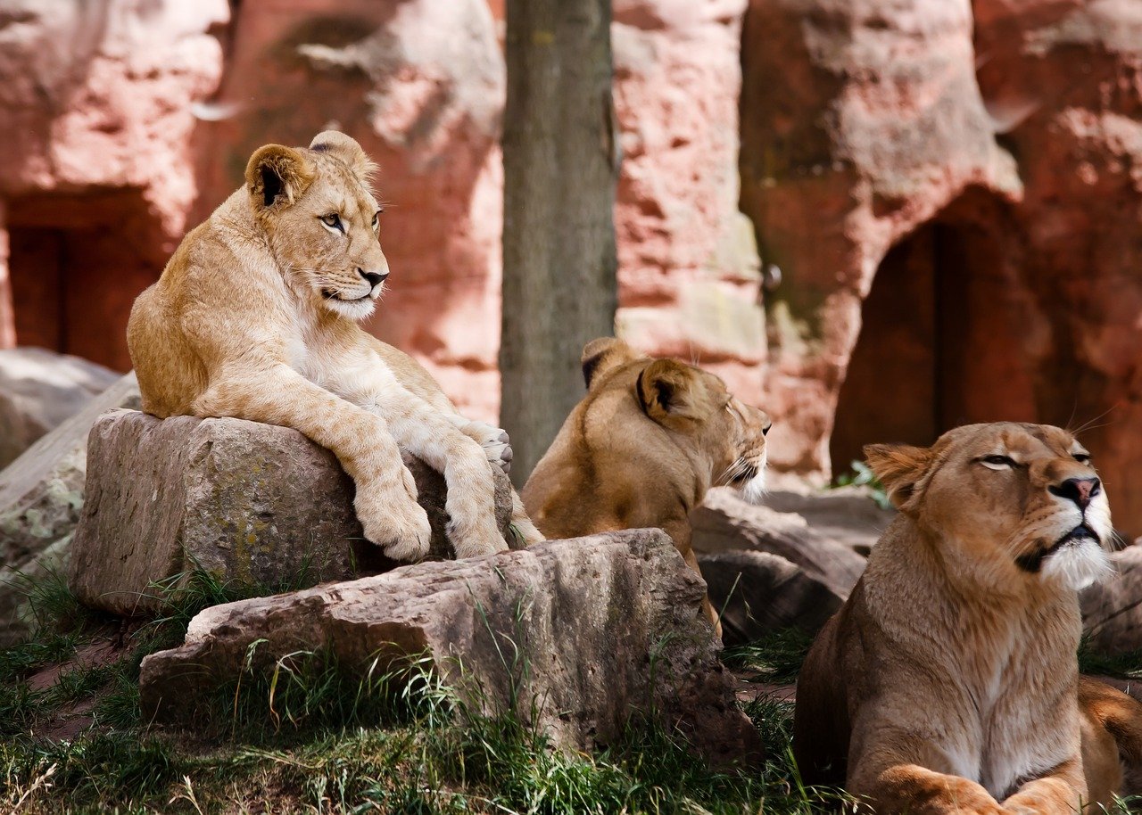 The Majesty of Big Cats in Human Culture