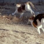 Two cats sprint across a dry field, displaying their agility and speed in motion.