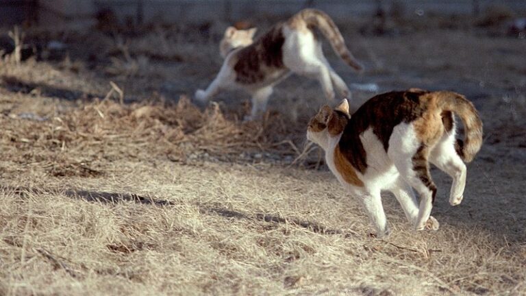 Two cats sprint across a dry field, displaying their agility and speed in motion.
